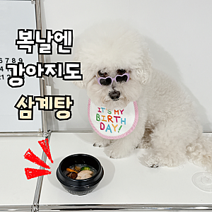 강아지 삼계탕 죽 만들기, 초복 맞이 보양식 만들기