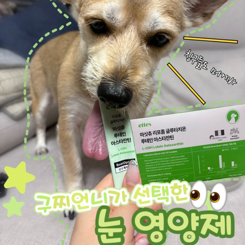 강아지 눈영양제 내돈내산! 말썽쟁이 10살 구찌공주님의 눈건강 관리 시작하기