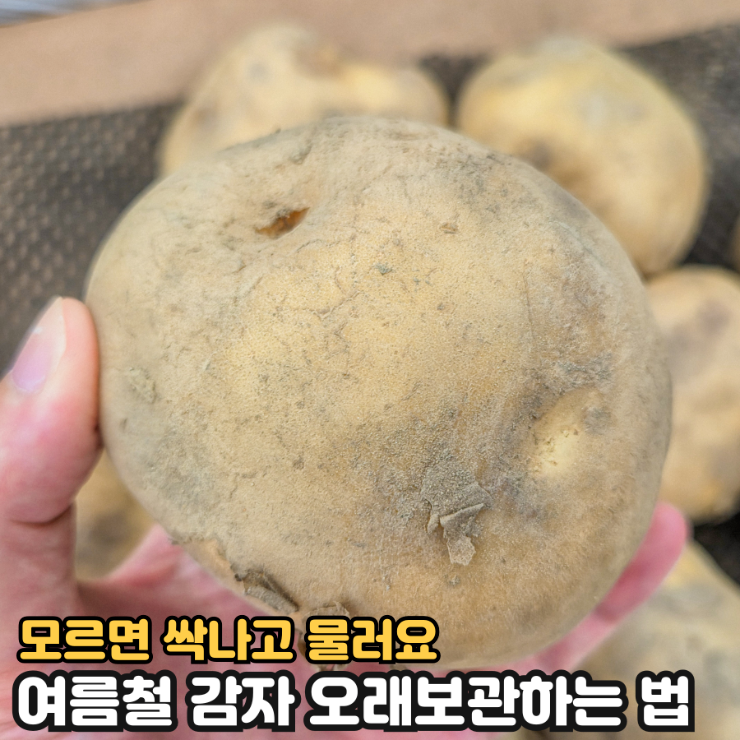 모르면 싹나고 물러요 여름철 감자보관법