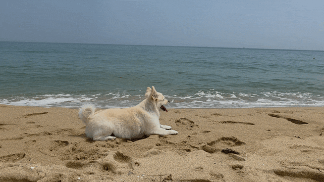 양양애견동반 멍비치 동호해변 + 대관령애견동반 하늘목장