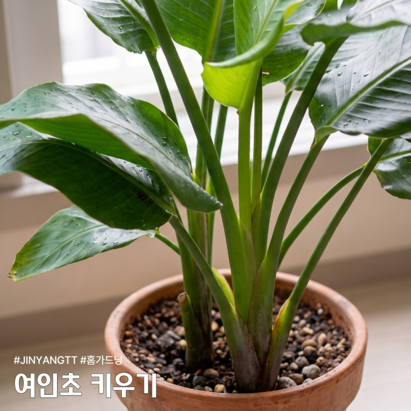 여인초 키우기, 자꾸 죽이는 분들 이것만 바꾸세요
