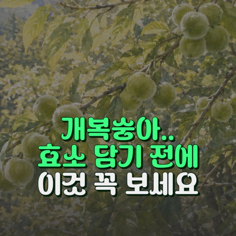 개복숭아 효능 7가지 당뇨 부작용 없이 효소 먹는방법