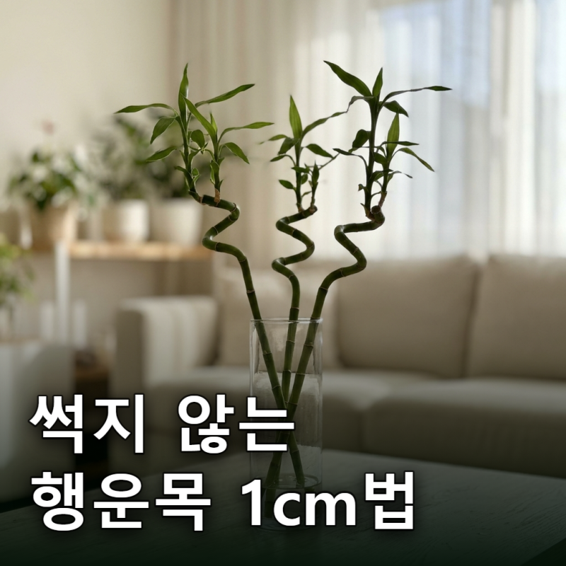 물만 부으면 썩는다. 행운목 수경재배 1cm 물갈이법