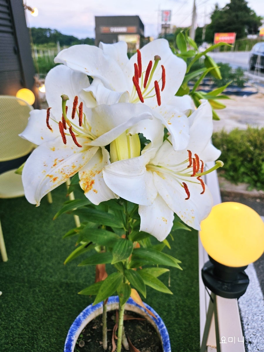 꽃가람카페 사진 5