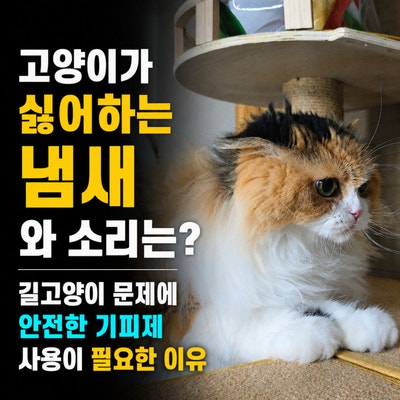 고양이가 싫어하는 것 냄새와 소리는? 길고양이 문제에 안전한 기피제 사용이 필요한 이유