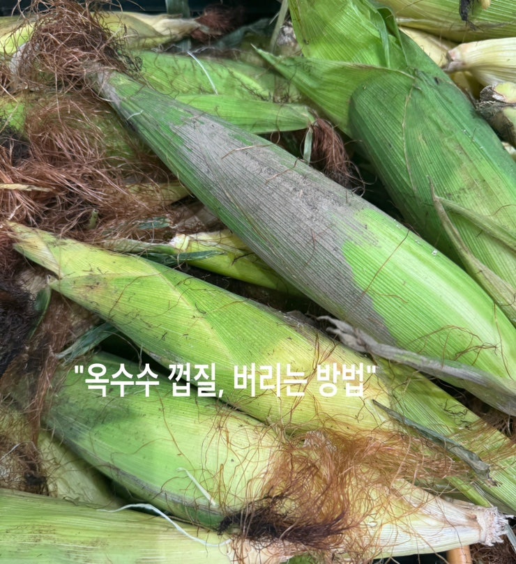 옥수수 껍질과 대, 음식물 쓰레기일까요?