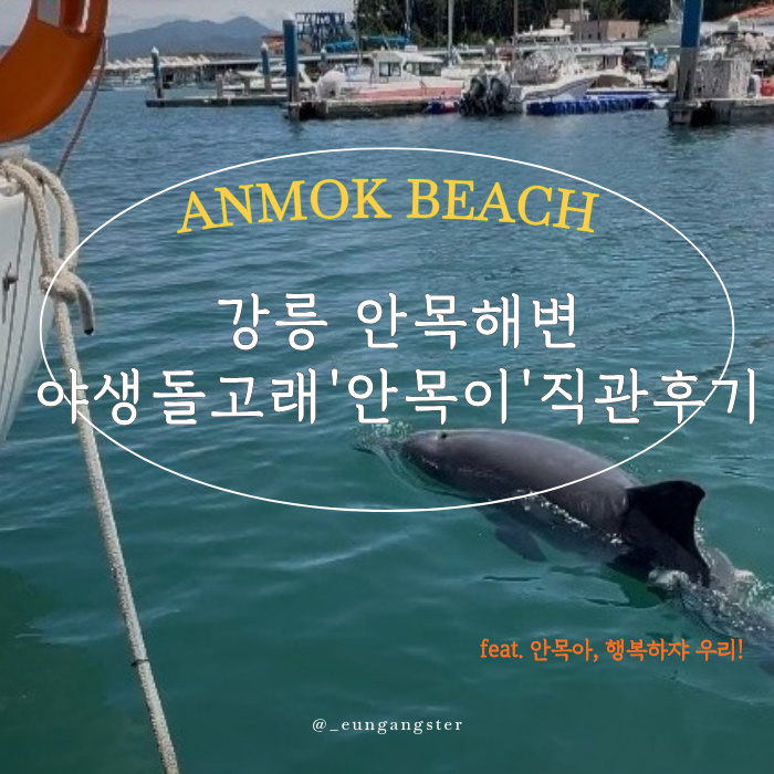 강릉 <b>안목</b>해변 <b>돌고래</b> '<b>안목이</b>' 직관후기, 아이랑 요트선착장에서 ....