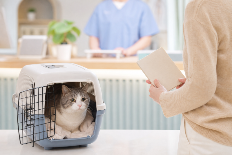 고양이 방광염 의심 증상, 병원 가기 전 확인할 관리 체크리스트