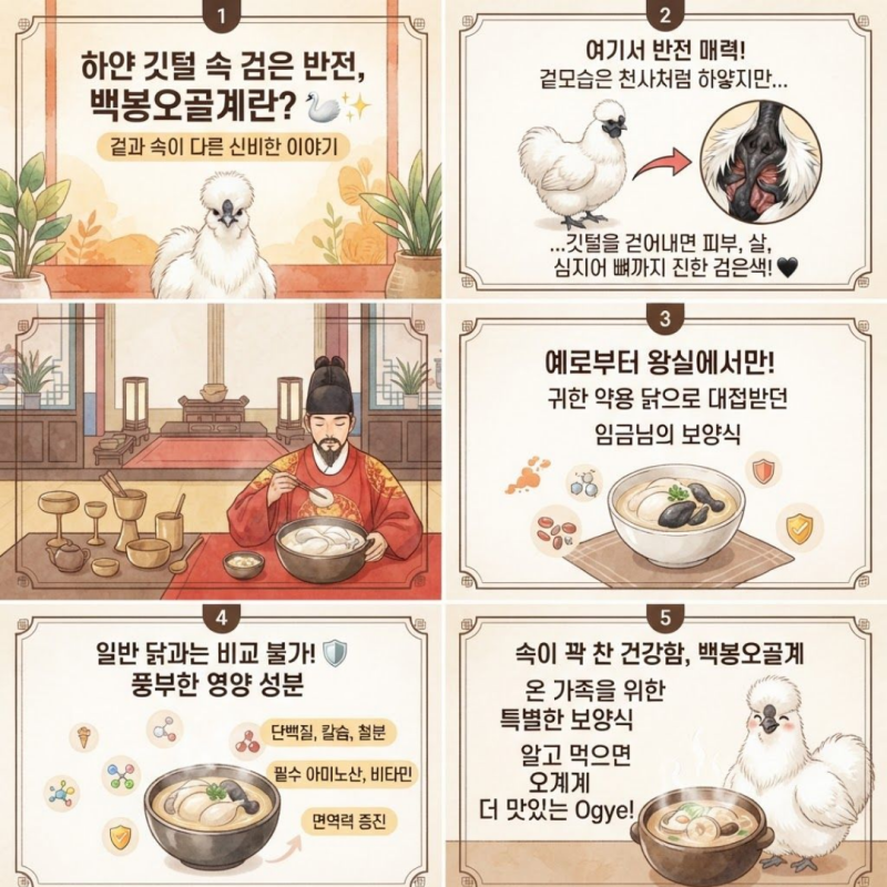 [강원청정흑염소] 여름휴가 피로 싹! 무더위 날릴 이색 보양식 '백봉 오골계'를 아시나요?