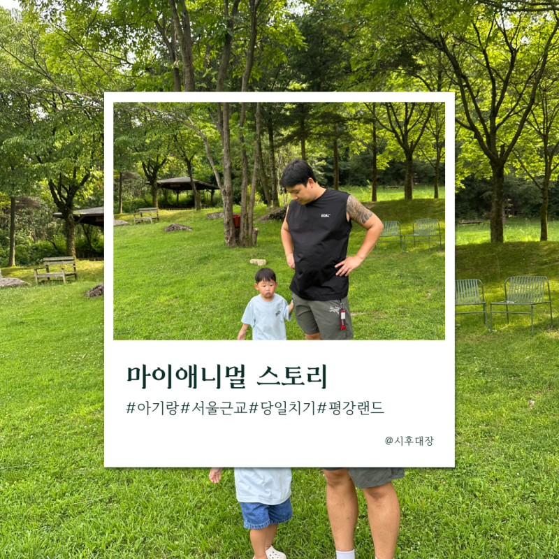 서울 근교 나들이 아기랑 당일치기 추천! 포천 마이애니멀스토리 in 평강랜드 다녀온 솔직 후....