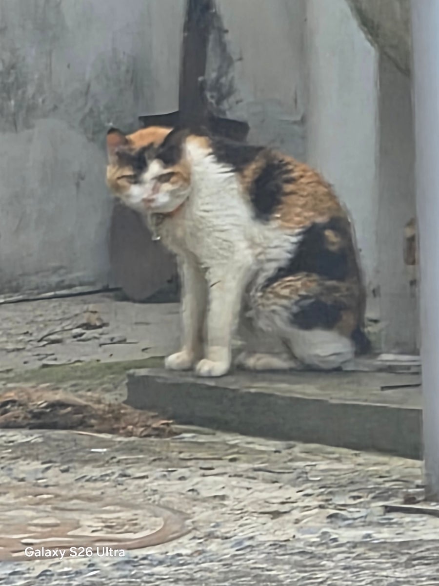 향수민물매운탕장어구이 사진 5