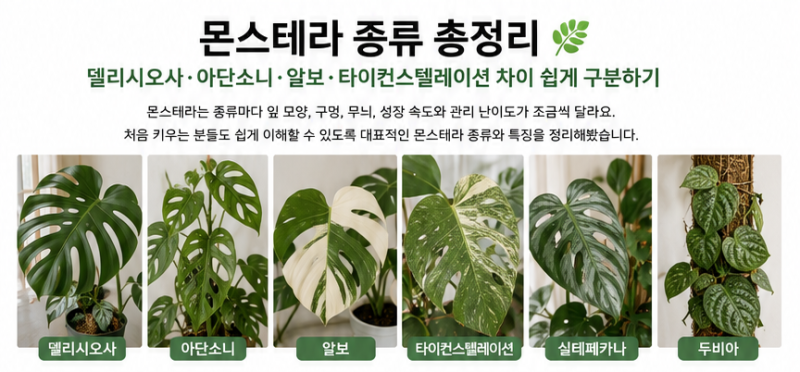 몬스테라 종류 총정리｜델리시오사·아단소니·알보 차이 쉽게 구분하기