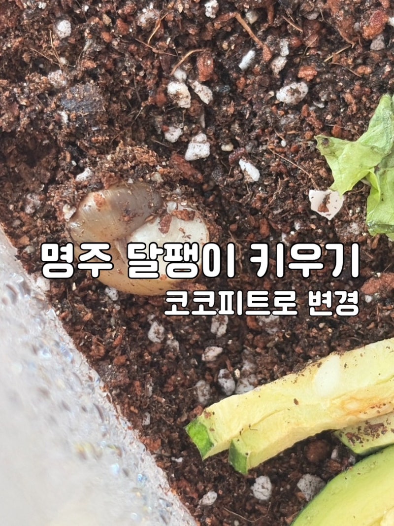 야생달팽이 명주달팽이 다이소 흙 상토에서 쿠팡 코코피트로 변경