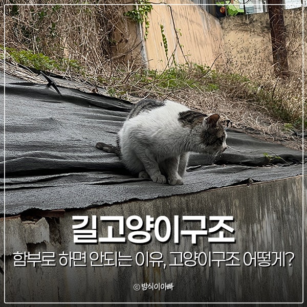 길고양이구조 함부로 하면 안되는 이유, 고양이구조 어떻게?