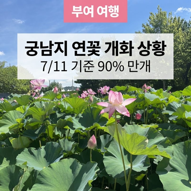 부여 궁남지 연꽃 개화 상황 (7/11 기준 90% 만개) 주차장 꿀팁 총정리