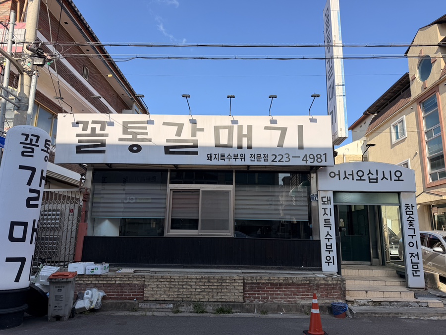 꼴통갈매기 사진 1