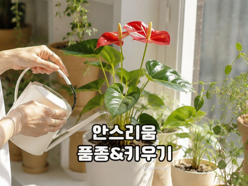 안스리움 키우기 비타리폴리움 베이치 종류와 꽃