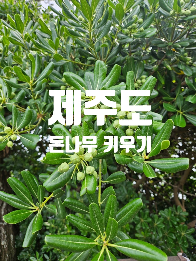 남부 지방 돈나무 키우기 방법