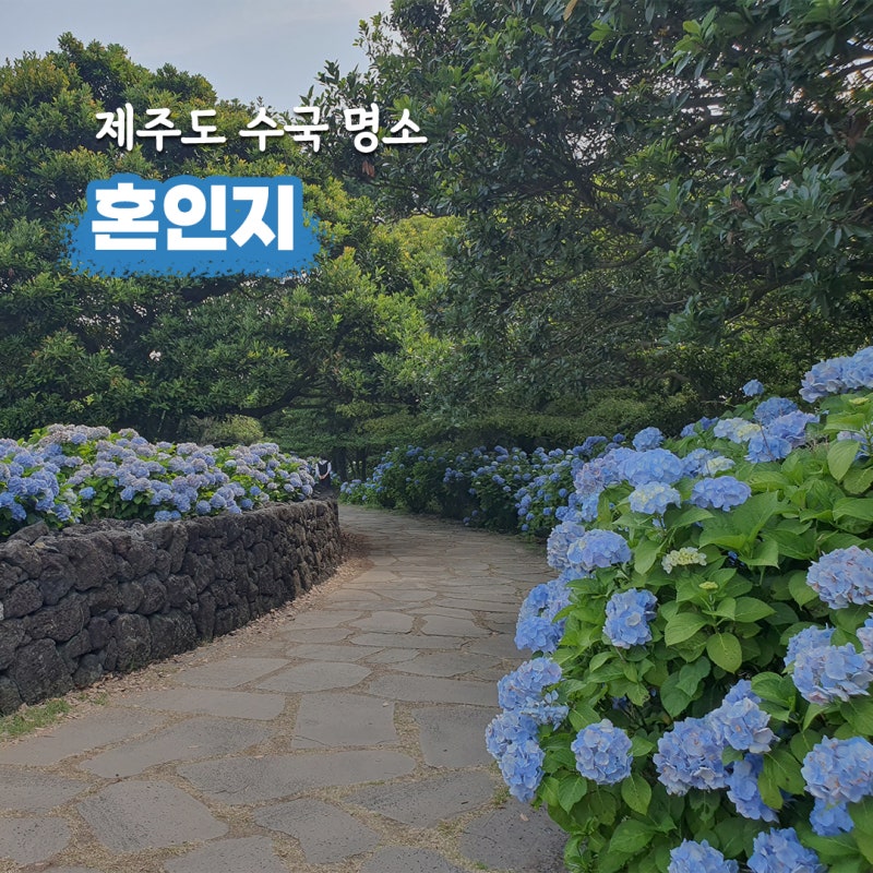 제주도 수국 명소 서귀포 혼인지 6월 제주 가족 여행