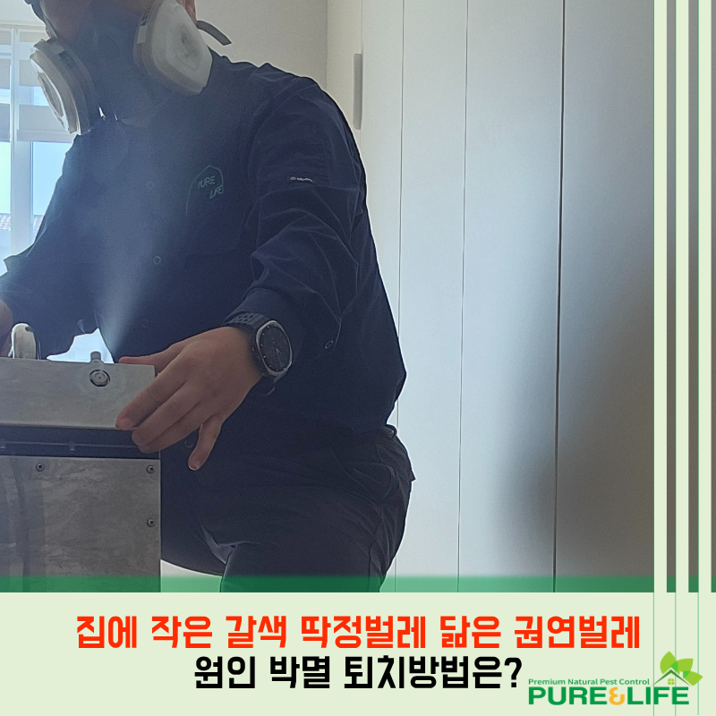 집에 작은 갈색 딱정벌레 닮은 권연벌레 원인 박멸 퇴치방법은?