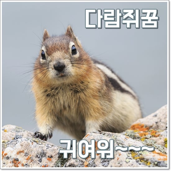 다람쥐꿈 해몽 하얀색다람쥐꿈 특이한 꿈풀이