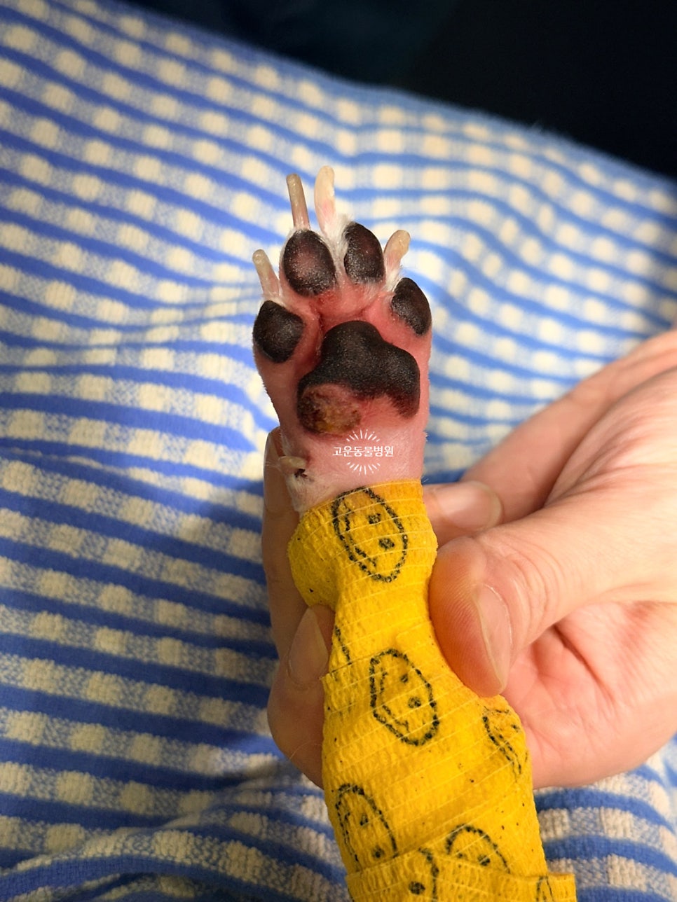 고운동물병원 사진 6