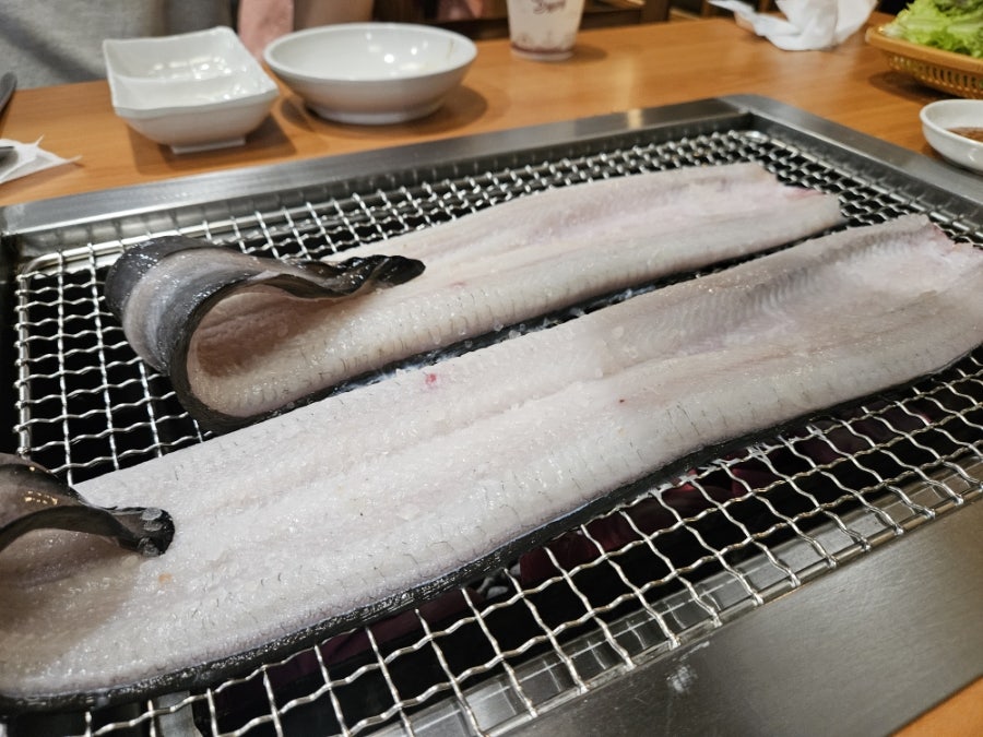역말장어 사진 6