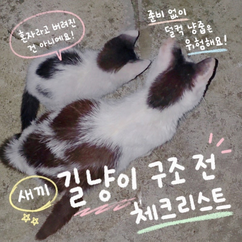 준비 없는 냥줍은 독! 길고양이 구조 새끼 길냥이 구조 전 체크리스트