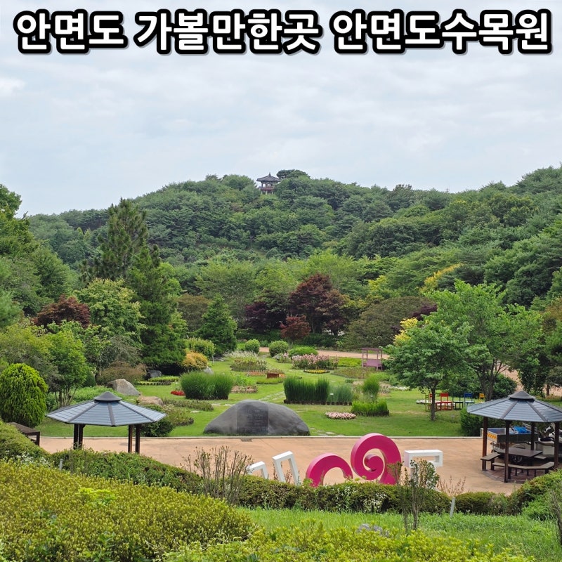 태안 안면도 가볼만한곳 안면도 수목원 수국 요금 코스 총정리