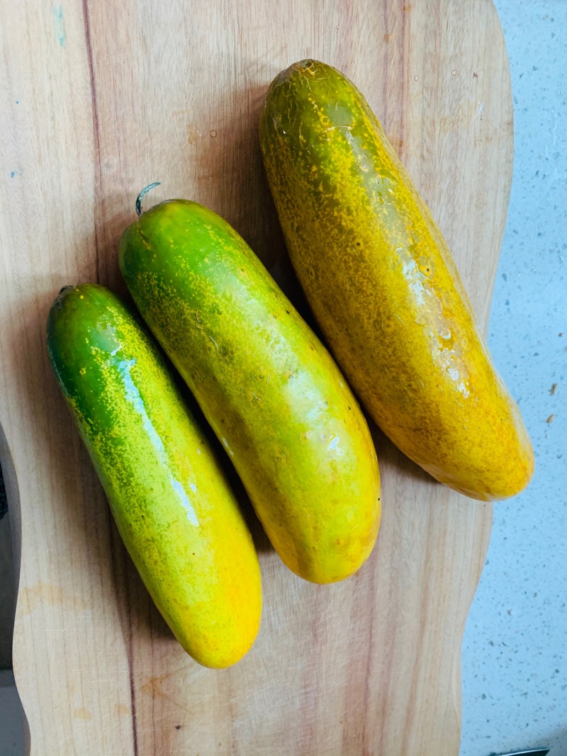 노각 효능｜맛있는 노각 고르는 법부터 보관법·손질법·냉동·장아찌·피클 총정리