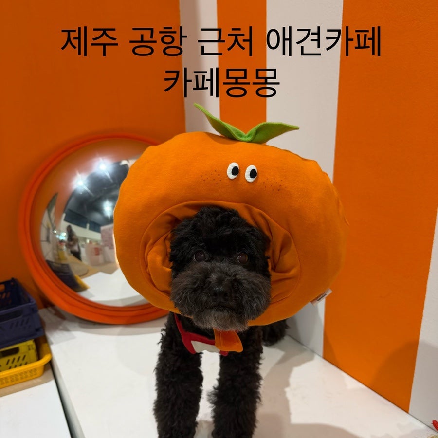 카페몽몽 사진 1