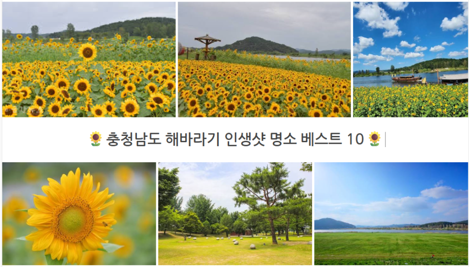 해바라기 사진 1