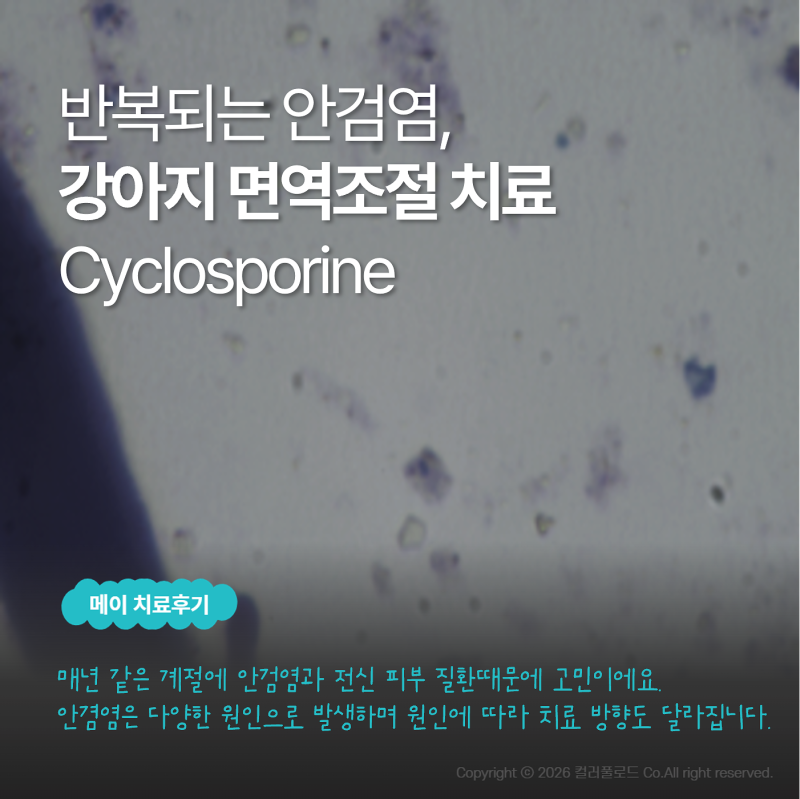 [메이, 치료후기] 강아지 반복되는 안검염과 전신 소양증의 면역조절 치료 사례
