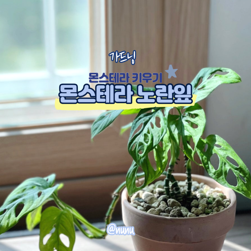 몬스테라 노란잎 이유는? 몬스테라 아단소니 키우기 수경재배 방법