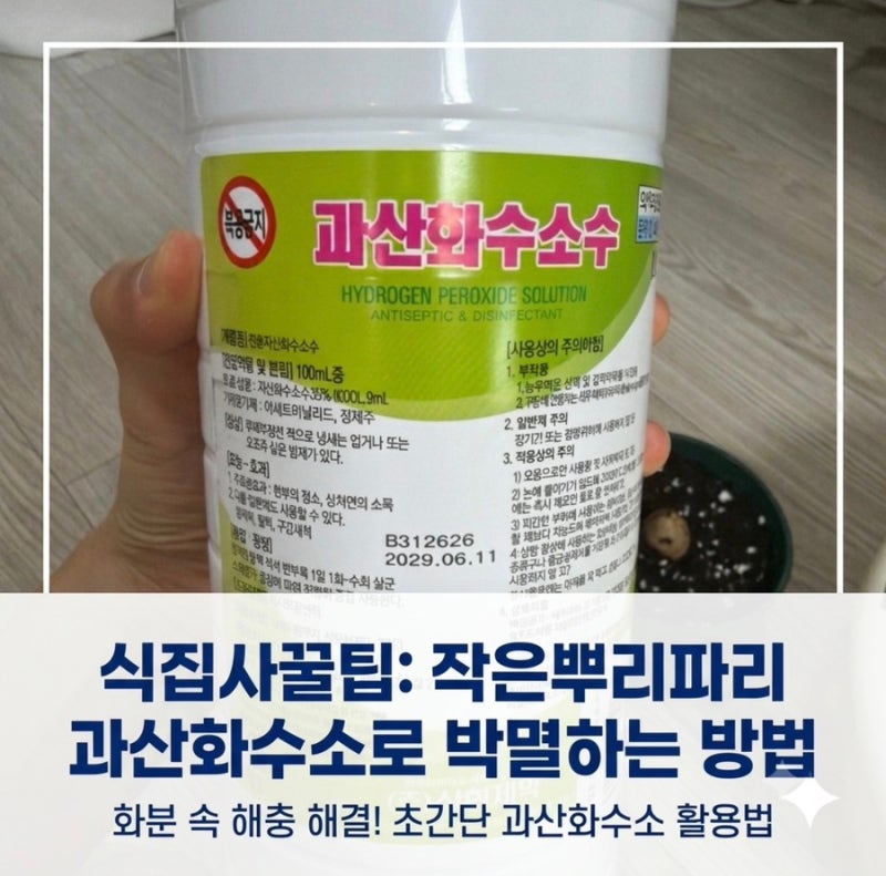 식집사 필수템! 작은뿌리파리 퇴치 과산화수소수 희석 및 물주기