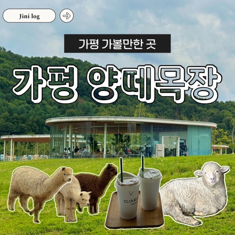 [가평 여행] 가평 양떼목장 카페 | 가평 가볼만한곳, 가평 아이와함께 가볼만한곳