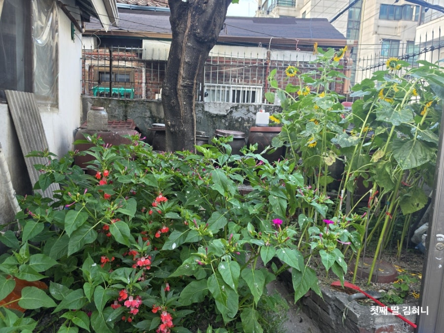 시골집 사진 4