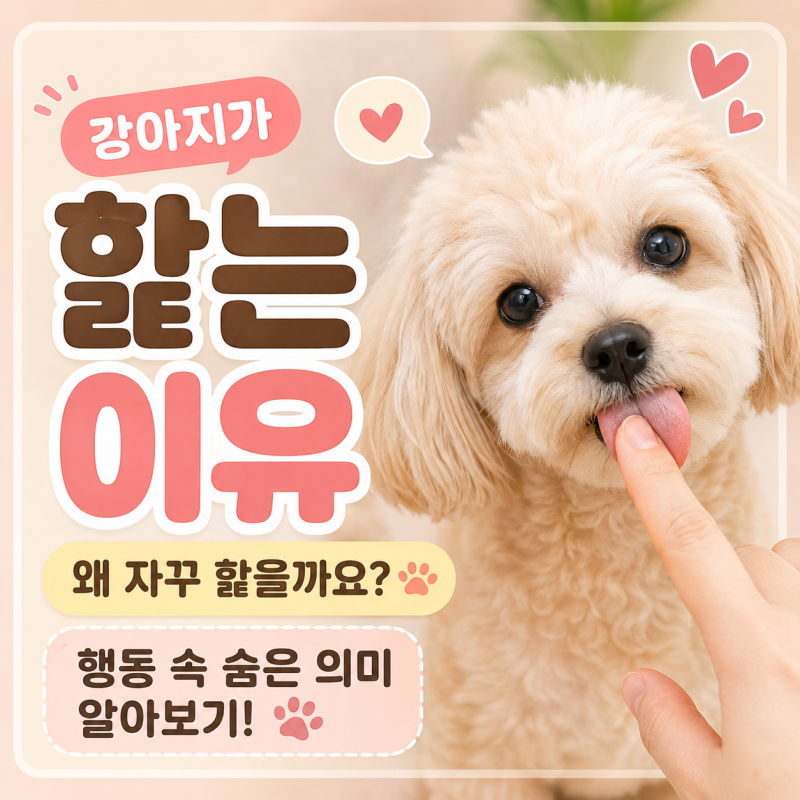 강아지가 핥는 이유 왜 자꾸 핥을까요? 행동 속 숨은 의미 알아보기