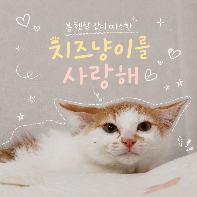 코리안 숏헤어 고양이 치즈 태비에 대한 오해와 진실