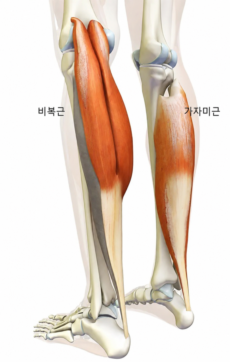 서서 vs 앉아서 카프레이즈 자극이 다른 이유 / 비복근과 가자미근의 기능 차이