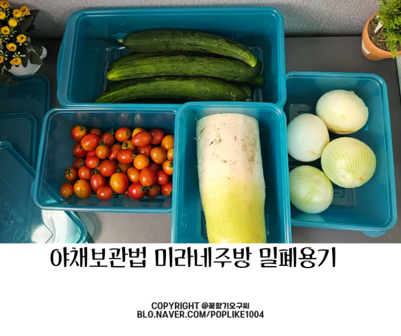 신선하게 야채 보관법 노하우 미라네주방 장기 기능성밀폐용기