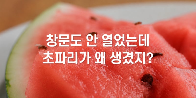 창문도 안 열었는데 초파리가? 집에 생기는 이유와 없애는 법