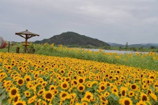해바라기 사진 3