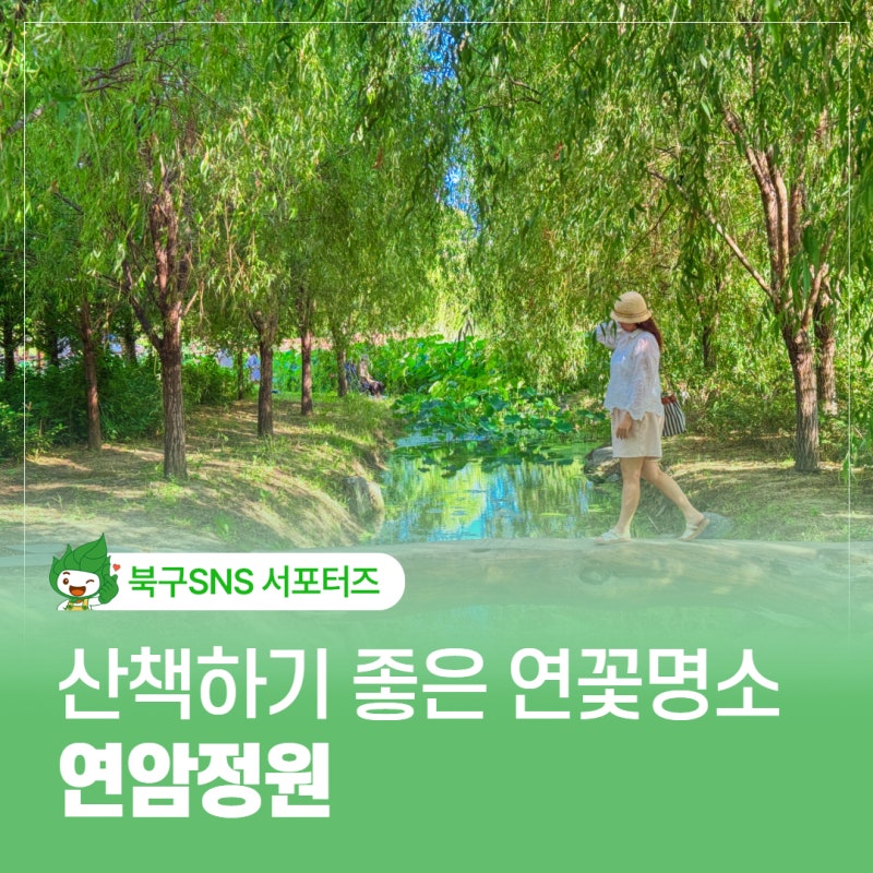 울산 북구 연암정원 통나무다리 산책하기 좋은 연꽃명소
