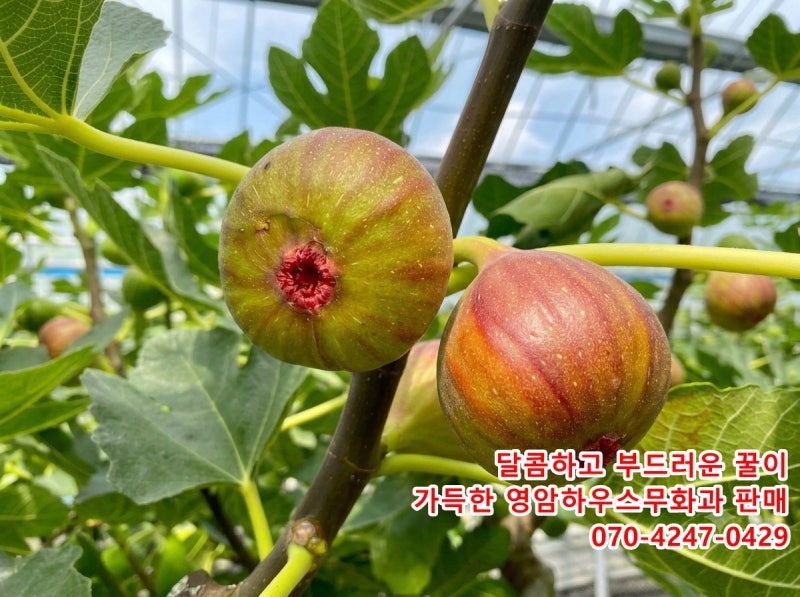 2026년 영암 무화과농장 직송｜제철 무화과 예약·가격·보관법 총정리