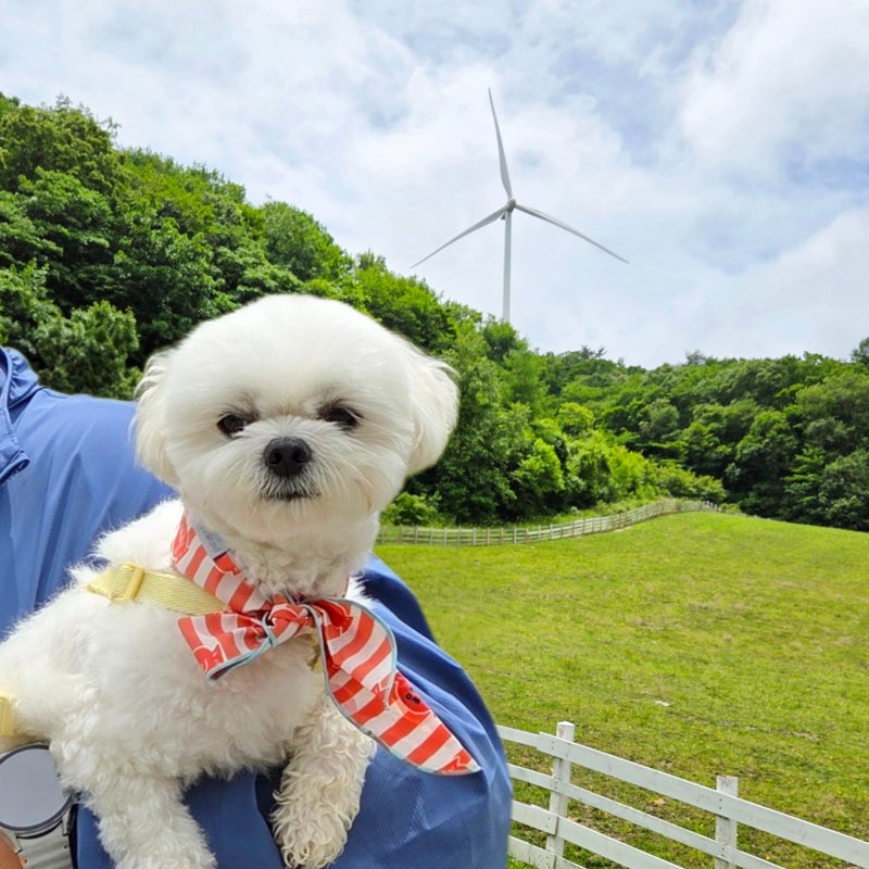 강원도 평창 애견동반 가볼만한 곳 대관령 하늘목장ㅣ트랙터마차 목장 비교