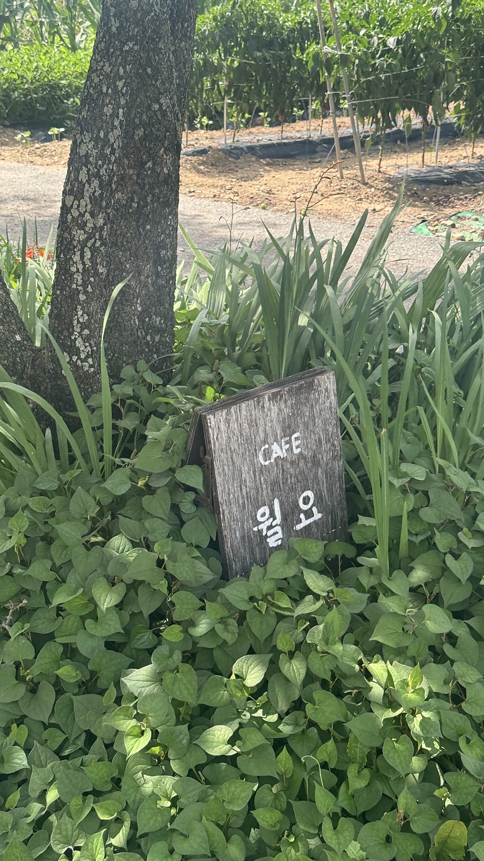 카페월요 사진 1