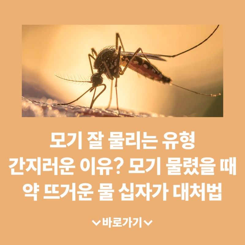 모기 잘 물리는 유형 물리면 간지러운 이유는? 모기 물렸을 때 약 뜨거운 물 십자가 대처법
