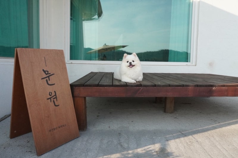 충남 보령 문원 애견동반 독채숙소 추천 제대로 촌캉스하고 온 곳