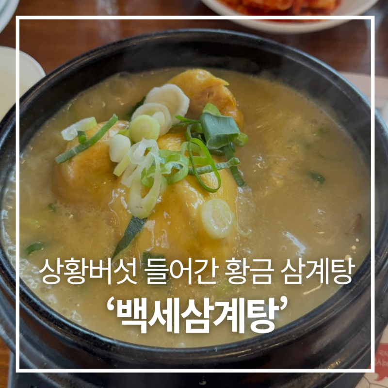 백세삼계탕 수원조원점, 상황버섯 가득한 황금빛 국물로 원기충전하고 온 초복